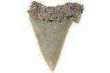Bargain, Serrated Angustidens Tooth - Megalodon Ancestor #202437-1